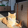 Baya participe au concours pour gagner de l'argent avec cette photo : cat, ginger_cat, orange_fur, pet, animal, sitting, lying_down, sunlight, sunbeam, indoor, living_room, floor, travel_trunk, suitcase, feather_toy, toy, bookshelf, shelving, decor, portrait