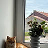 cat, ginger_cat, pet, animal, window, windowsill, flowers, bouquet, vase, indoor, home, rooftops, outdoor_view, daylight, portrait, sitting, lying_down, fur, greenery, cozy