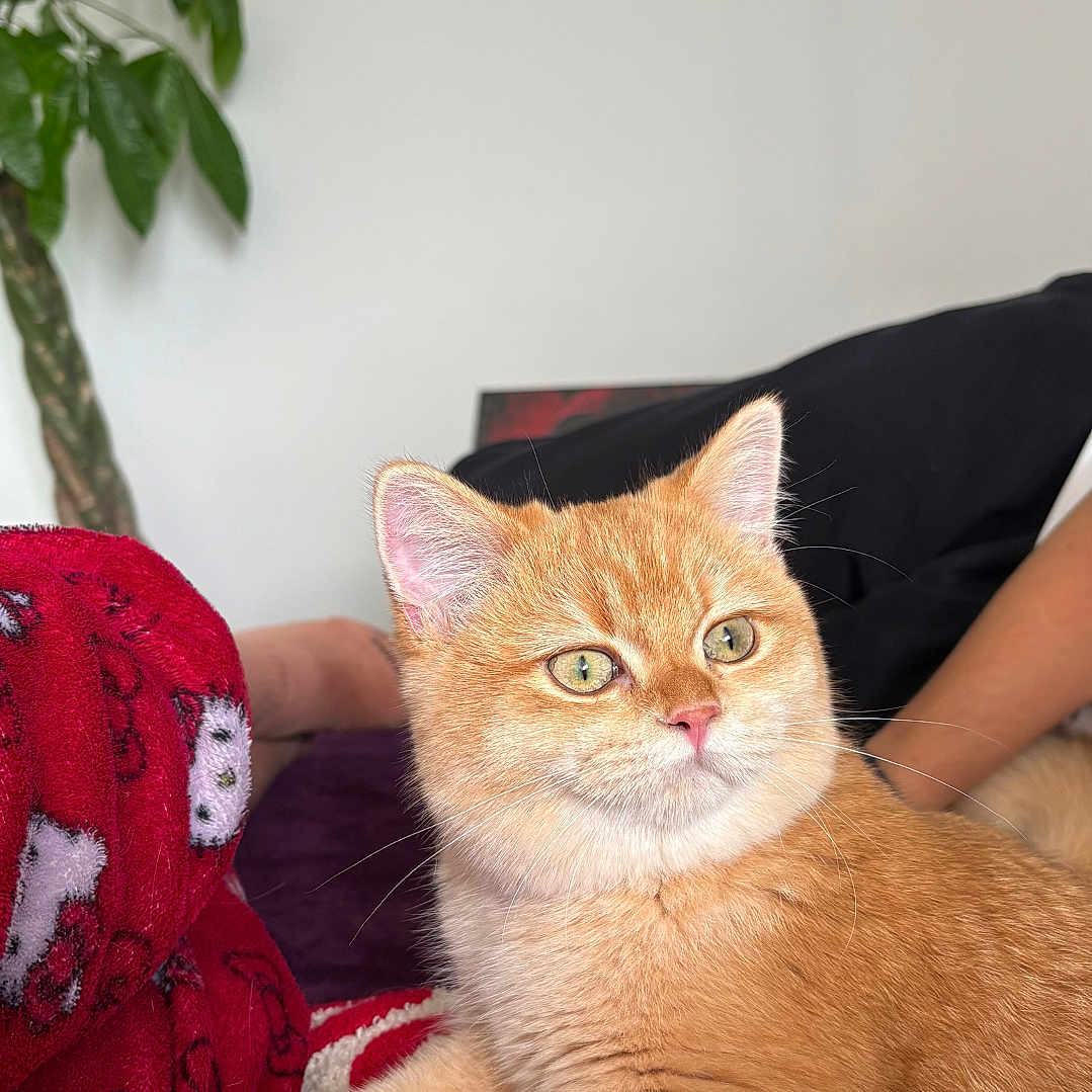 Baya