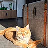 Baya participe au concours pour gagner de l'argent avec cette photo : cat, orange_cat, fluffy, feline, pet, animal, sunbeam, indoors, living_room, travel_trunk, suitcase, feather_toy, toy, floor, shelving, decor, furniture, portrait, relaxed, looking_at_camera