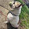 Boss is registered to the contest to win money with this photo: dog, french_bulldog, tennis_ball, leash, sidewalk, grass, bicycle, outdoor, pet, animal, playful, sunlight, sitting, collar, paw, concrete, daytime, nature, closeup, pet_accessory
