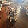 dog, french_bulldog, toy, wooden_floor, indoor, pet_bed, laundry_basket, natural_light, curious, small_dog, brown_floor, cute, animal, domestic, floor, ears, mouth, collar, home, pet