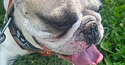 Boss joined the competition — help win amazing prizes! dog, french_bulldog, pet, animal, tongue_out, ears, close_up, grass, outdoor, sunlight, happy, panting, muzzle, collar, nature, greenery, canine, cute, summer, playful