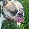 dog, french_bulldog, pet, animal, tongue_out, ears, close_up, grass, outdoor, sunlight, happy, panting, muzzle, collar, nature, greenery, canine, cute, summer, playful