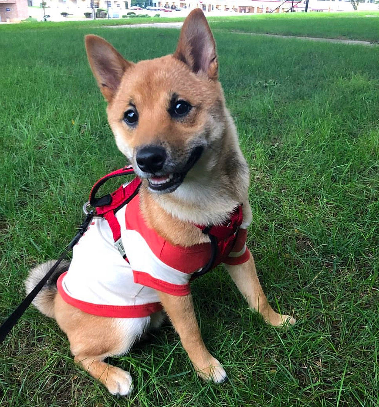 Milo joined the competition — help win amazing prizes! canidae, carnivore, collar, companion_dog, coquelicot, dog, dog_breed, dog_clothes, dog_collar, dog_supply, grass, lawn, leash, mammal, pet_supply, snout, sporting_group, working_animal