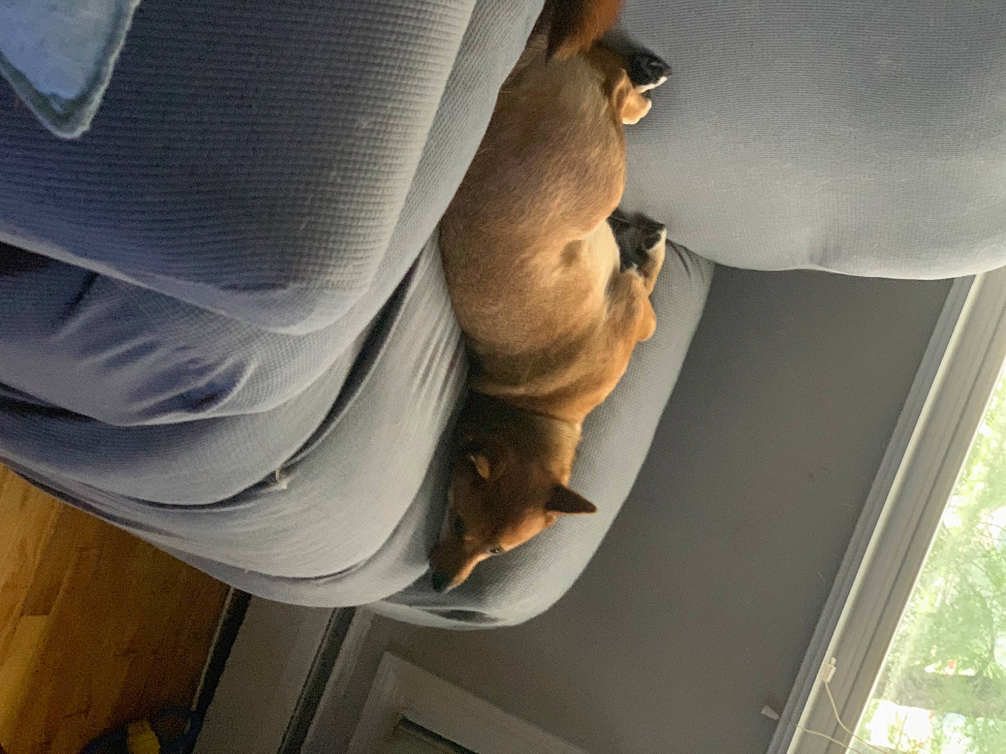 Milo joined the competition — help win amazing prizes! comfort, passenger