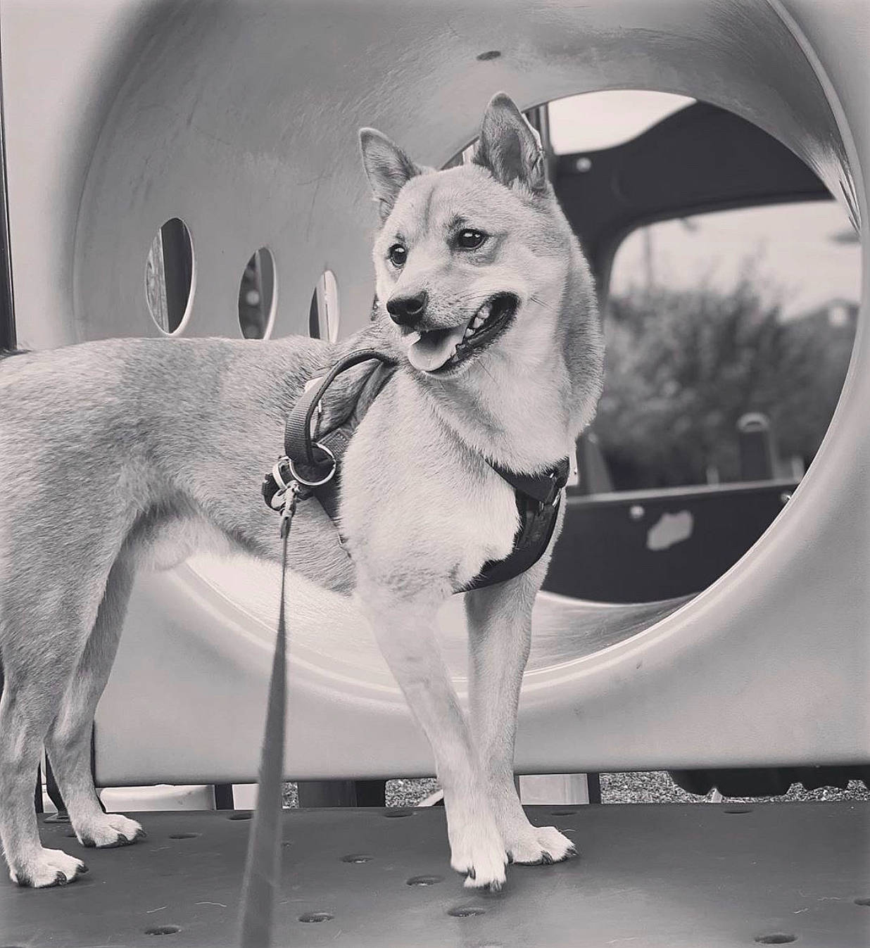 Milo joined the competition — help win amazing prizes! canidae, carnivore, collar, companion_dog, dog, dog_breed, dog_collar, dog_supply, foot, leash, paw, pet_supply, snout, sporting_group, tail, vertebrate, working_animal, working_dog