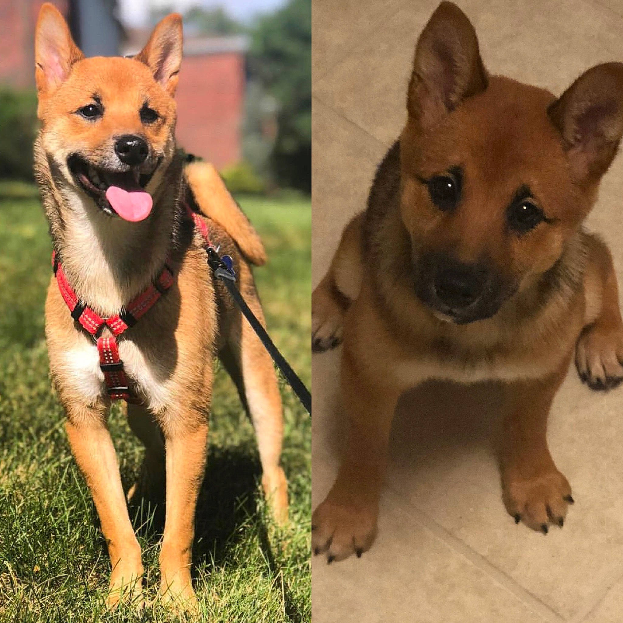 Milo joined the competition — help win amazing prizes! brown, canidae, carnivore, collar, companion_dog, dog, dog_breed, dog_collar, dog_supply, fawn, foot, hunting_dog, leash, liver, mammal, pet_supply, snout, sporting_group, vertebrate, working_animal