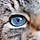 Minou