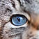Minou