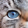cat, close_up, blue_eye, fur, animal, pet, whiskers, eye_reflection, macro, portrait, cute, feline, soft, texture, nature, domestic_animal, mammal, detail, focus, colorful