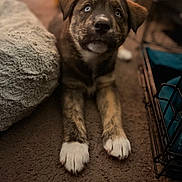 Bearbear joined the competition — help win amazing prizes! blanket, blue_eyes, brown_and_white_fur, carpet, close_up, crate, curious, dog, indoor, looking_up, nose, paws, pet_bed, portrait, puppy, shallow_depth_of_field, soft_texture, warm_lighting, whiskers, young