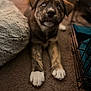 blanket, blue_eyes, brown_and_white_fur, carpet, close_up, crate, curious, dog, indoor, looking_up, nose, paws, pet_bed, portrait, puppy, shallow_depth_of_field, soft_texture, warm_lighting, whiskers, young