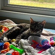 Sage joined the competition — help win amazing prizes! animal, bed, blanket, cat, colorful, cozy, cute, feline, indoor, mesh_screen, natural_light, paw, pet, playful, relaxed, resting, striped, tabby, toys, window