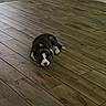 Nova is registered to the contest to win money with this photo: puppy, dog, sleeping, floor, wooden_floor, indoor, pet, animal, cute, resting, cozy, small, young, fur, brown, white, black, peaceful, quiet, home