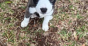 Nova joined the competition — help win amazing prizes! puppy, dog, grass, outdoor, animal, cute, young, fur, eyes, pet, nature, brown, white, black, small, adorable, looking_up, ground, curious, canine