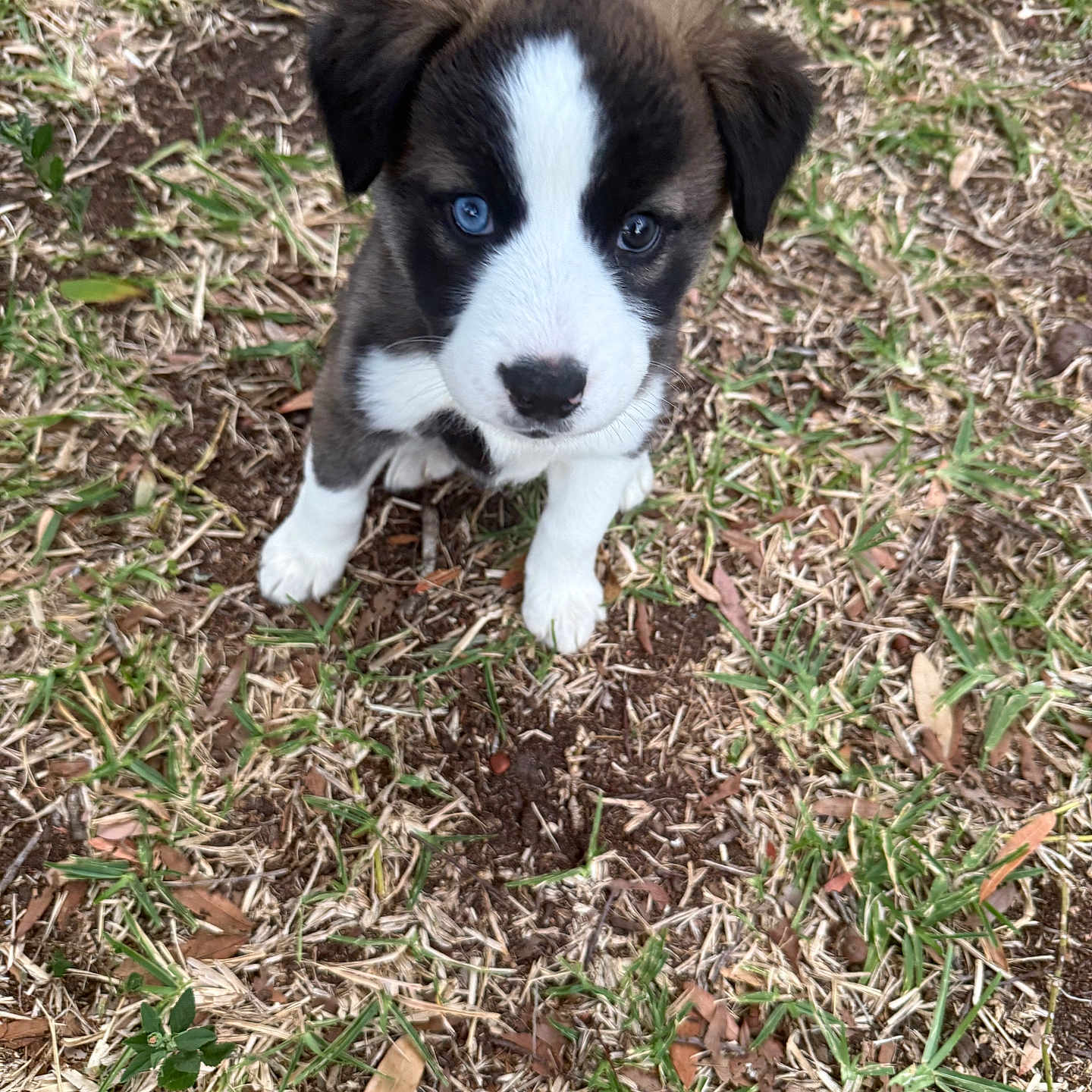 Nova