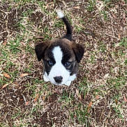 Nova joined the competition — help win amazing prizes! adorable, animal, black, brown, curious, cute, dog, eyes, fur, grass, ground, looking_up, nature, outdoor, pet, puppy, small, tail, white, young