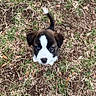puppy, dog, grass, outdoor, animal, pet, cute, young, brown, white, black, tail, fur, eyes, nature, ground, looking_up, adorable, small, curious