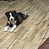 puppy, dog, black_and_white, wooden_floor, indoor, lounge, pet, young_dog, flooring, fur, curious, cute, animal, domestic_animal, resting, living_room, cozy, brown, white, black