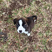 Nova is registered to the contest to win money with this photo: puppy, dog, grass, outdoor, feet, sandals, brown, white, black, curious, young, animal, pet, standing, looking_up, nature, ground, ears, tail, cute
