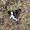 puppy, dog, grass, outdoor, feet, sandals, brown, white, black, curious, young, animal, pet, standing, looking_up, nature, ground, ears, tail, cute