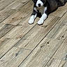 Nova is registered to the contest to win money with this photo: puppy, dog, floor, wood_floor, indoor, pet, animal, lying_down, white_paws, brown_fur, black_fur, cute, young_dog, canine, domestic_animal, fur, resting, looking, four_legs, small_dog