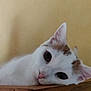 cat, white_cat, brown_spots, wooden_furniture, indoor, curious, pet, animal, ears, face, feline, looking, closeup, resting, domestic_cat, whiskers, nose, eyes, head, wall