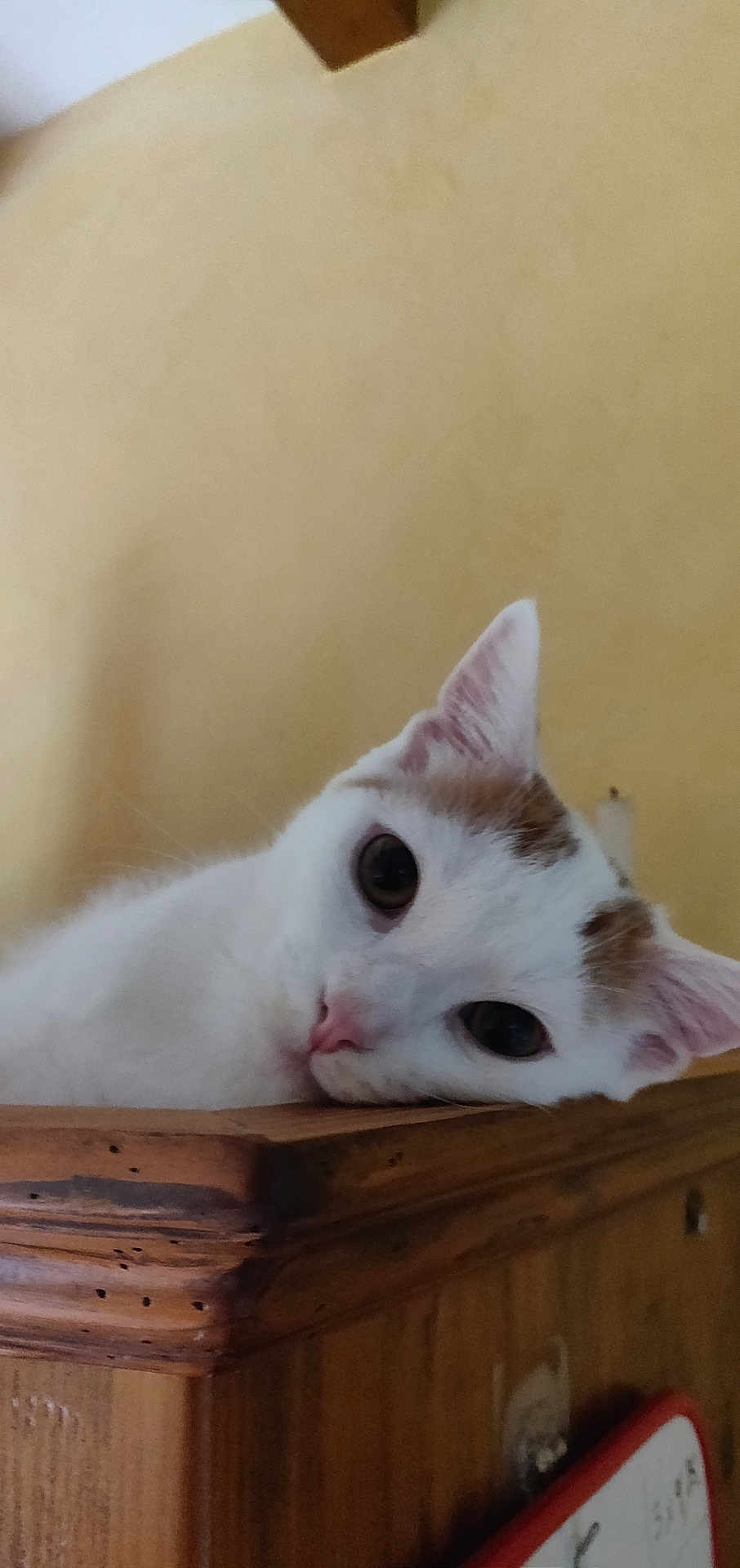 Arrow participe au concours pour gagner de l'argent avec cette photo : cat, white_cat, brown_spots, wooden_furniture, indoor, curious, pet, animal, ears, face, feline, looking, closeup, resting, domestic_cat, whiskers, nose, eyes, head, wall