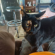 Jazz joined the competition — help win amazing prizes! adult, animal, architecture, barstool, blackcat, building, cat, chair, couch, cup, furniture, homedecor, indoors, livingroom, male, man, manx, person, pet, room