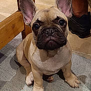 Alphonse a rejoint le concours — aidez-le/la à gagner de superbes lots ! french_bulldog, puppy, dog, indoor, carpet, wooden_table, floor, person_leg, shoe, sitting, pet, cute, young_dog, animal, domestic, fur, ears, face, looking, home