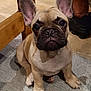 french_bulldog, puppy, dog, indoor, carpet, wooden_table, floor, person_leg, shoe, sitting, pet, cute, young_dog, animal, domestic, fur, ears, face, looking, home