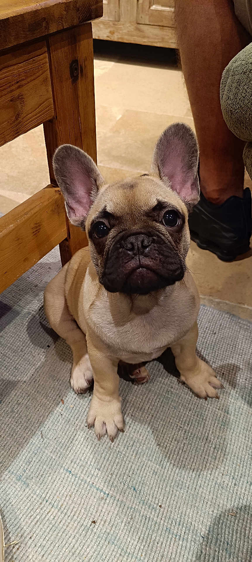 Alphonse a rejoint le concours — aidez-le/la à gagner de superbes lots ! french_bulldog, puppy, dog, indoor, carpet, wooden_table, floor, person_leg, shoe, sitting, pet, cute, young_dog, animal, domestic, fur, ears, face, looking, home