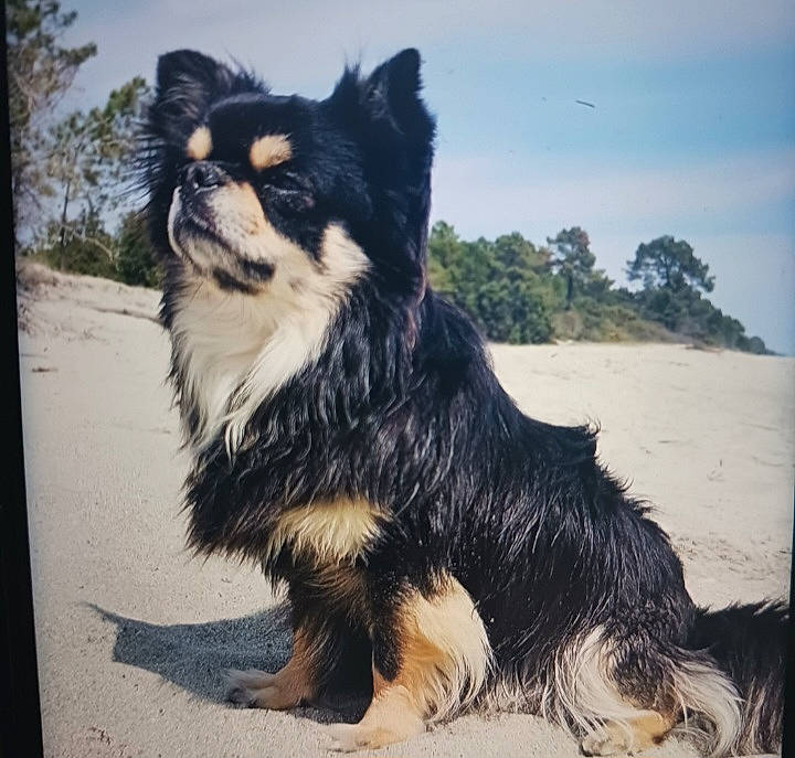Punch participe au concours pour gagner de l'argent avec cette photo : ancient_dog_breeds, art, canidae, carnivore, cloud, companion_dog, dog, dog_breed, fur, herding_dog, sky, snout, sporting_group, tail, terrestrial_animal, toy_dog, tree, whiskers, working_animal, working_dog