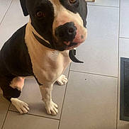 Spyke a rejoint le concours — aidez-le/la à gagner de superbes lots ! dog, black_and_white, indoor, tile_floor, kitchen, pet, canine, curious, looking_up, collar, ears, snout, four_legs, floor_tiles, domestic_animal, animal, mammal, companion, household, cute