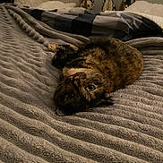 Lulu joined the competition — help win amazing prizes! animal, bedroom, blanket, cat, cozy, curious, decor, fur, furniture, home, indoor, pet, pillow, relaxing, resting, soft, striped_blanket, texture, tortoiseshell, warm_lighting