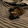 animal, bedroom, blanket, cat, cozy, curious, decor, fur, furniture, home, indoor, pet, pillow, relaxing, resting, soft, striped_blanket, texture, tortoiseshell, warm_lighting