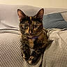 Lulu joined the competition — help win amazing prizes! animal, blanket, cat, couch, cozy, cute, domestic, ears, eyes, fur, furniture, home, indoor, mammal, pet, pillow, relaxed, resting, tortoiseshell_cat, whiskers
