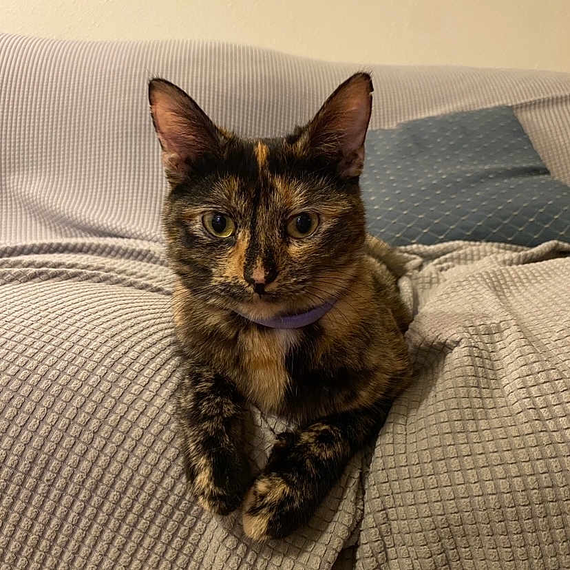 Lulu joined the competition — help win amazing prizes! animal, blanket, cat, couch, cozy, cute, domestic, ears, eyes, fur, furniture, home, indoor, mammal, pet, pillow, relaxed, resting, tortoiseshell_cat, whiskers