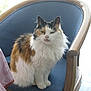 cat, calico_cat, fluffy, chair, wooden_chair, blue_cushion, indoor, pet, animal, feline, sitting, fur, whiskers, ears, face, natural_light, window, home, cozy, domestic