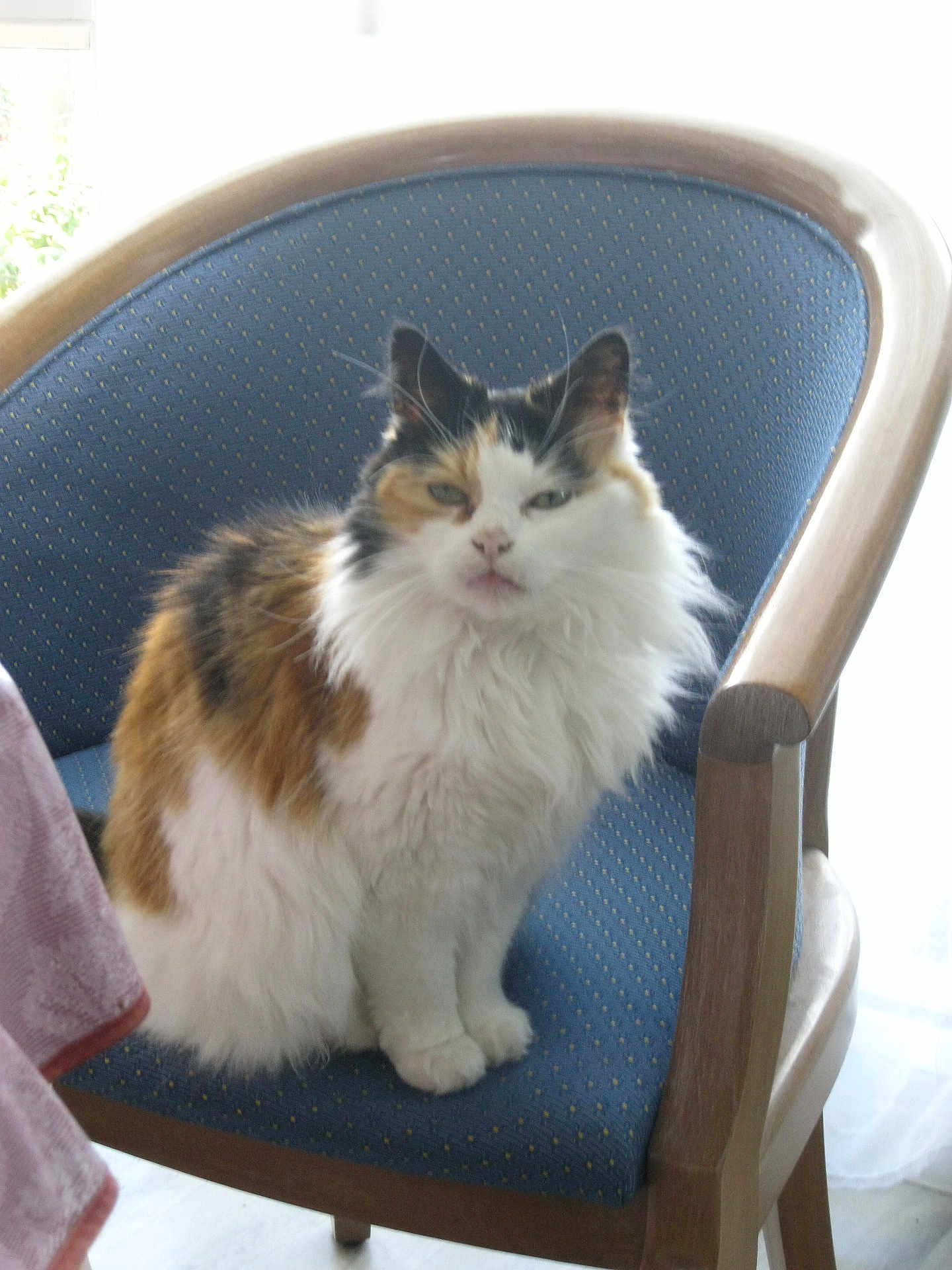 Choupette a rejoint le concours — aidez-le/la à gagner de superbes lots ! cat, calico_cat, fluffy, chair, wooden_chair, blue_cushion, indoor, pet, animal, feline, sitting, fur, whiskers, ears, face, natural_light, window, home, cozy, domestic