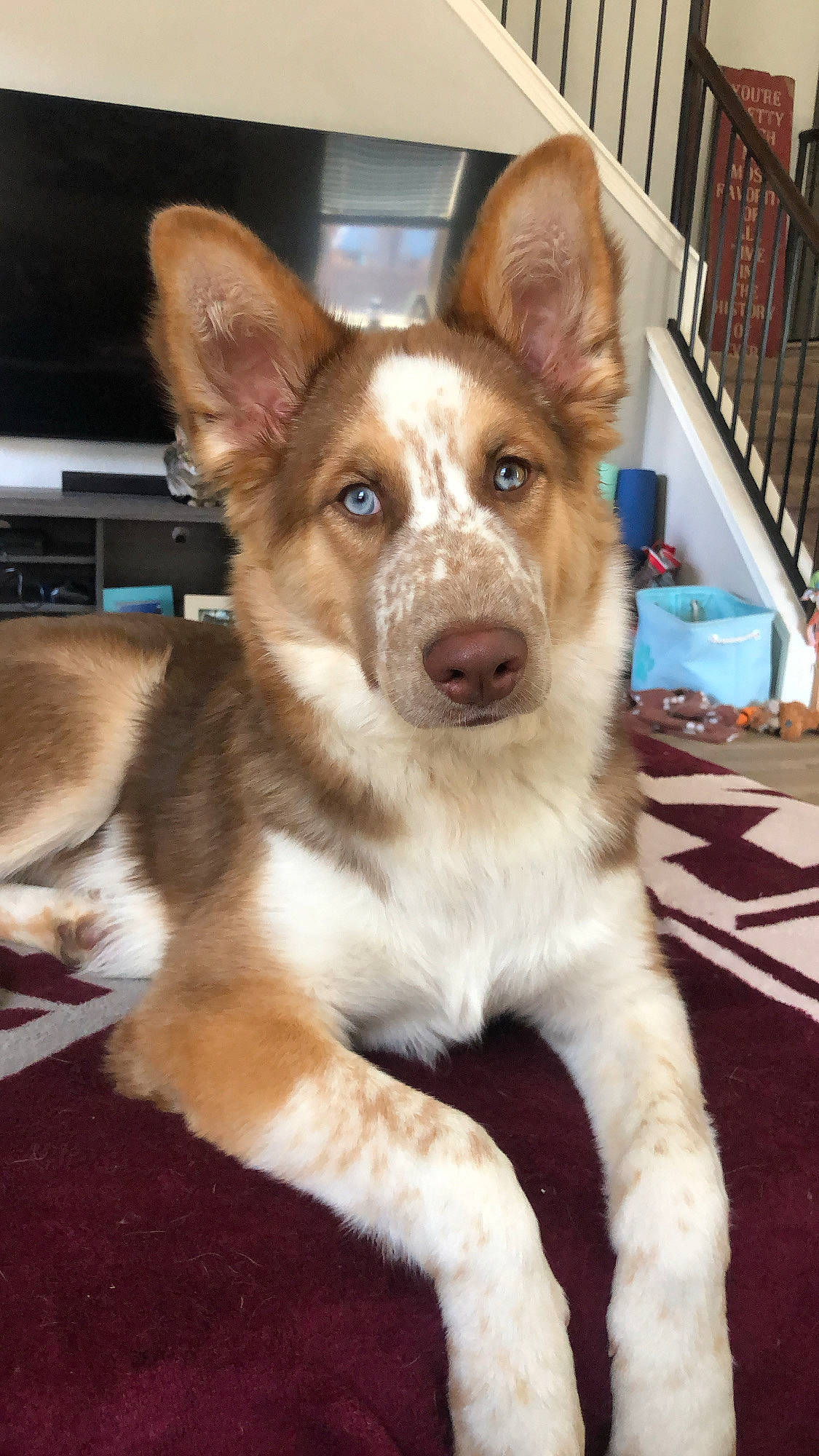 Layla joined the competition — help win amazing prizes! canidae, carnivore, companion_dog, dog, dog_breed, door, fawn, flooring, fur, hardwood, herding_dog, shelf, snout, sporting_group, terrestrial_animal, whiskers, window, wood, working_animal, working_dog