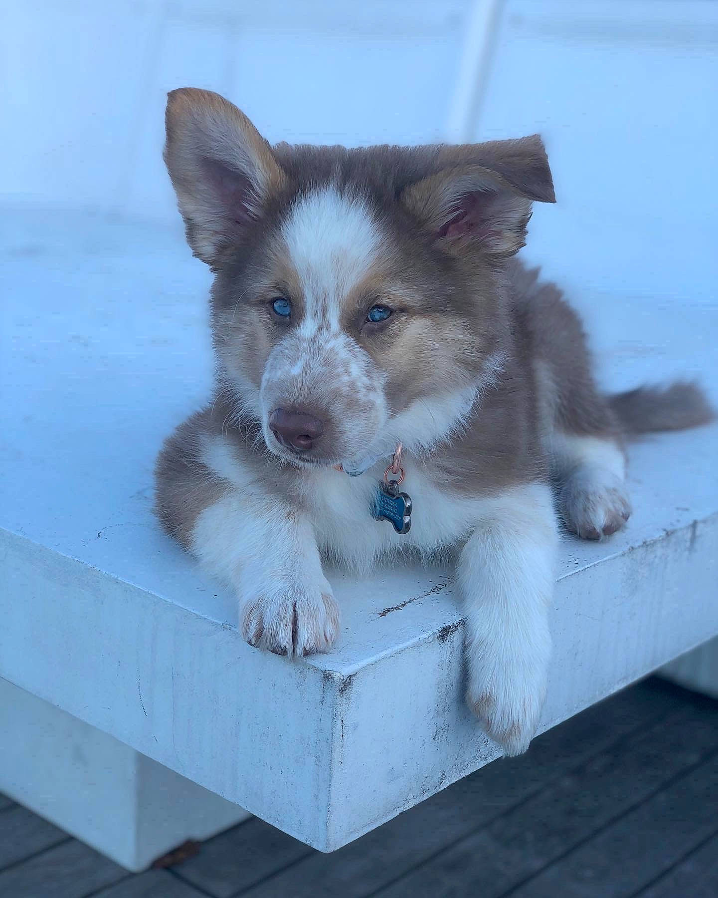 Layla joined the competition — help win amazing prizes! canidae, carnivore, companion_dog, dog, dog_breed, dog_supply, electric_blue, eye, fur, head, iris, paw, snout, sporting_group, tail, terrestrial_animal, toy_dog, whiskers, working_animal, working_dog