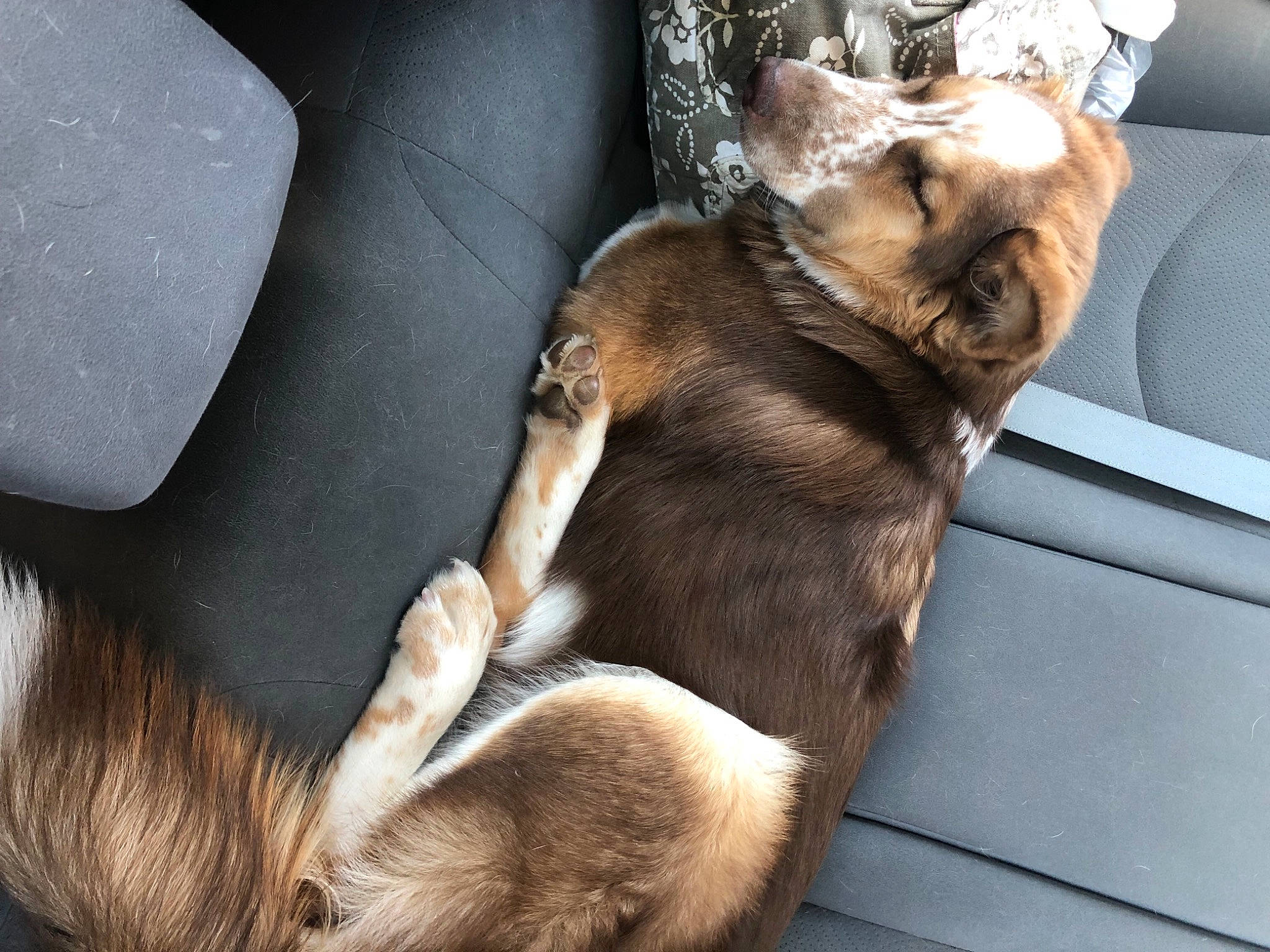 Layla is registered to the contest to win money with this photo: auto_part, car_seat, carnivore, comfort, companion_dog, couch, dog, dog_breed, fawn, felidae, fur, human_leg, mammal, nap, paw, snout, sporting_group, tail, vehicle, vertebrate