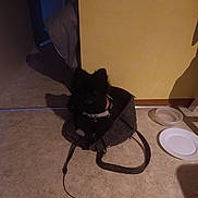 Prunelle a rejoint le concours — aidez-le/la à gagner de superbes lots ! accessories, animal, bag, bathroom, blackcat, canine, cat, clothing, dog, furniture, handbag, hat, indoors, leash, pet, plate, room, strap, toilet, wood