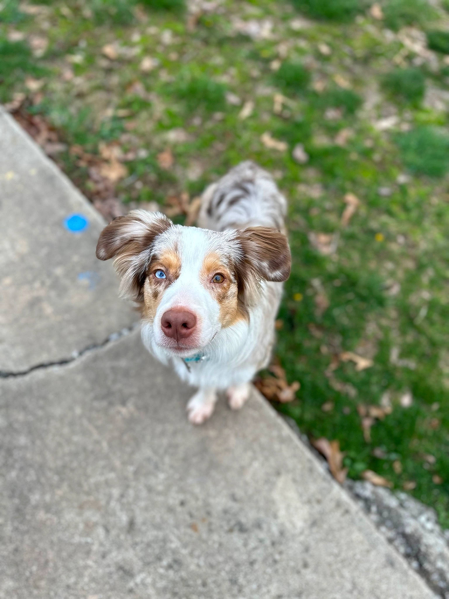 Mylo is registered to the contest to win money with this photo: asphalt, canidae, carnivore, companion_dog, dog, dog_breed, fawn, grass, groundcover, liver, paw, recipe, road_surface, sidewalk, snout, spaniel, sporting_group, street_dog, tail, working_animal