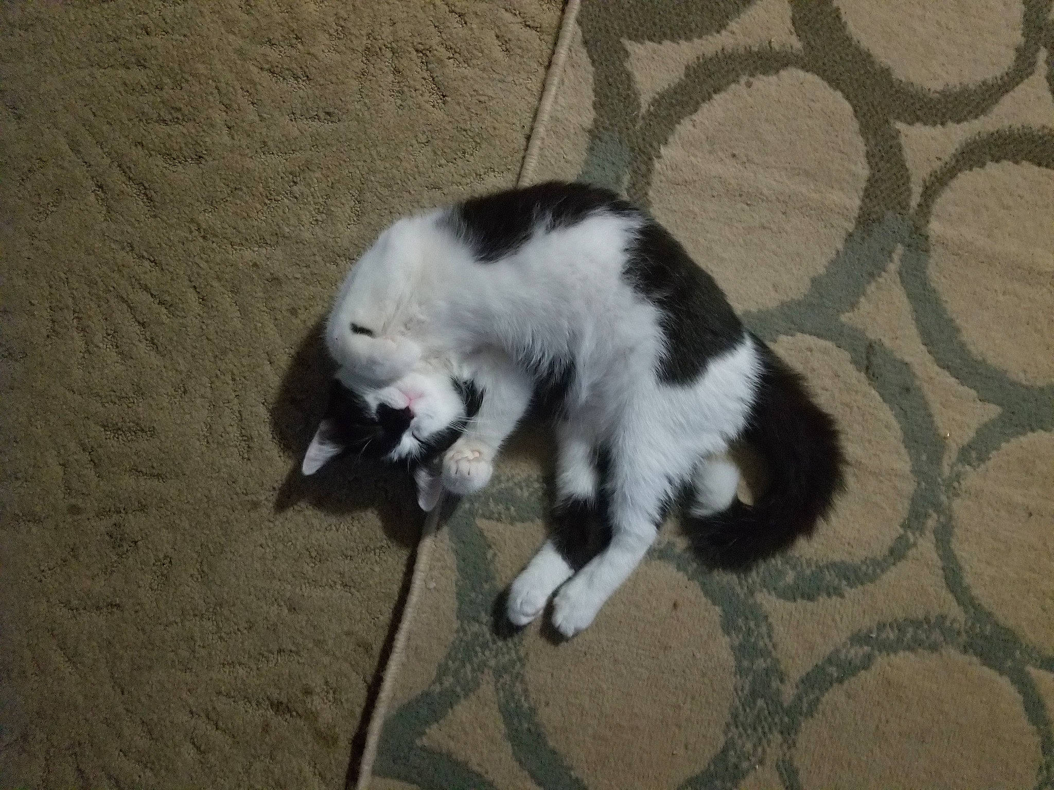 Moosh joined the competition — help win amazing prizes! canidae, carnivore, cat, claw, dog_breed, domestic_short_haired_cat, felidae, flooring, fur, grass, mesh, paw, shadow, small_to_medium_sized_cats, sporting_group, tail, terrestrial_animal, whiskers