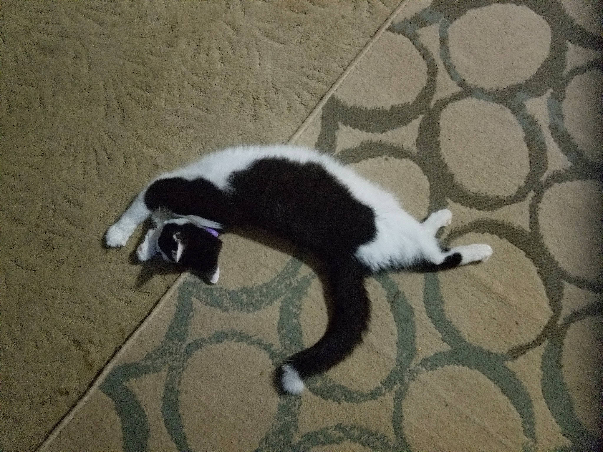 Moosh joined the competition — help win amazing prizes! canidae, carnivore, cat, claw, comfort, dog_breed, domestic_short_haired_cat, felidae, flooring, fur, mesh, pattern, paw, shadow, small_to_medium_sized_cats, sporting_group, tail, terrestrial_animal, whiskers