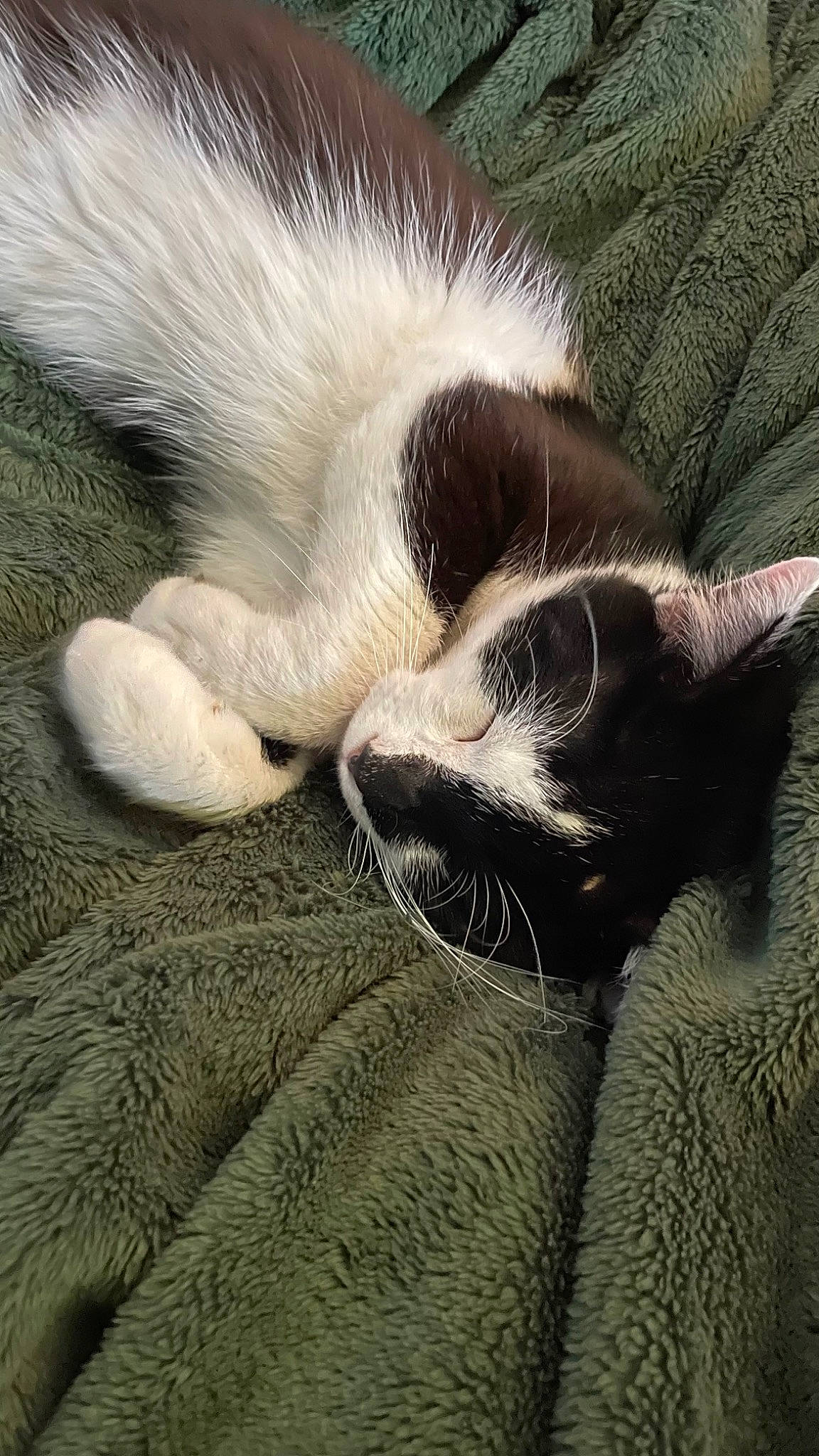 Moosh is registered to the contest to win money with this photo: bored, carnivore, cat, claw, comfort, companion_dog, dog_breed, felidae, fur, leg, mammal, nap, paw, sleep, small_to_medium_sized_cats, snout, tail, terrestrial_animal, tints_and_shades, whiskers