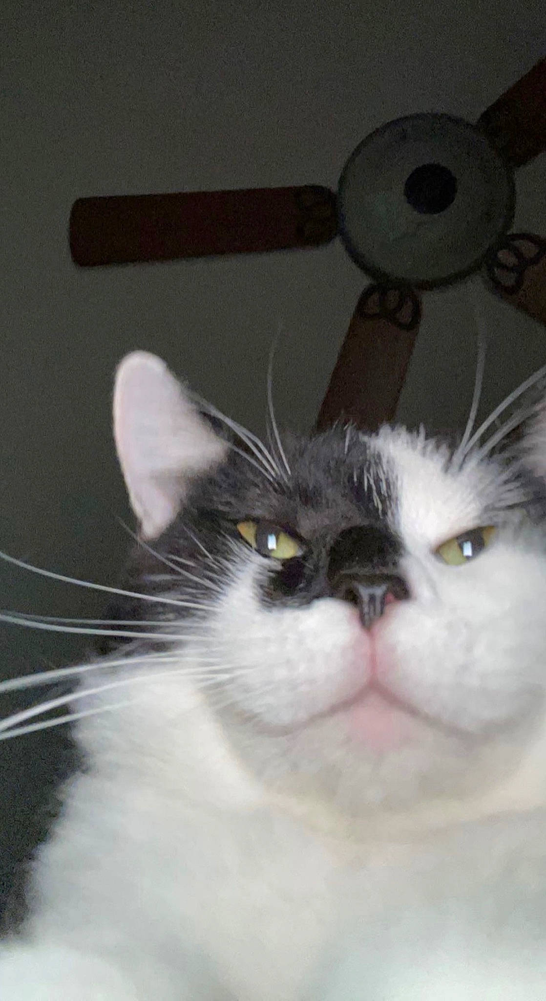 Moosh is registered to the contest to win money with this photo: carnivore, cat, circle, domestic_short_haired_cat, eye, felidae, fur, head, iris, paw, small_to_medium_sized_cats, snout, terrestrial_animal, whiskers